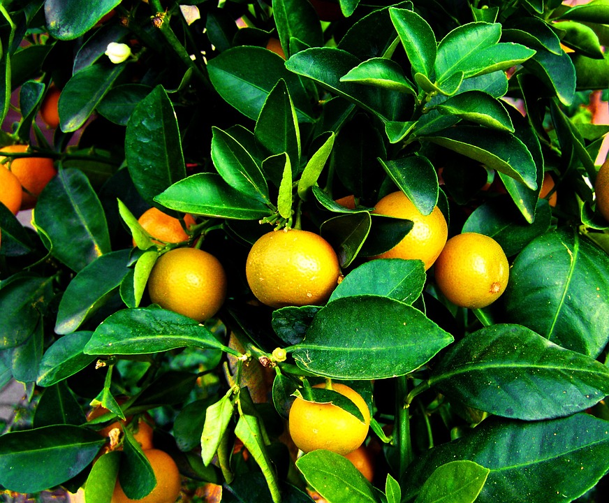 Tangerines