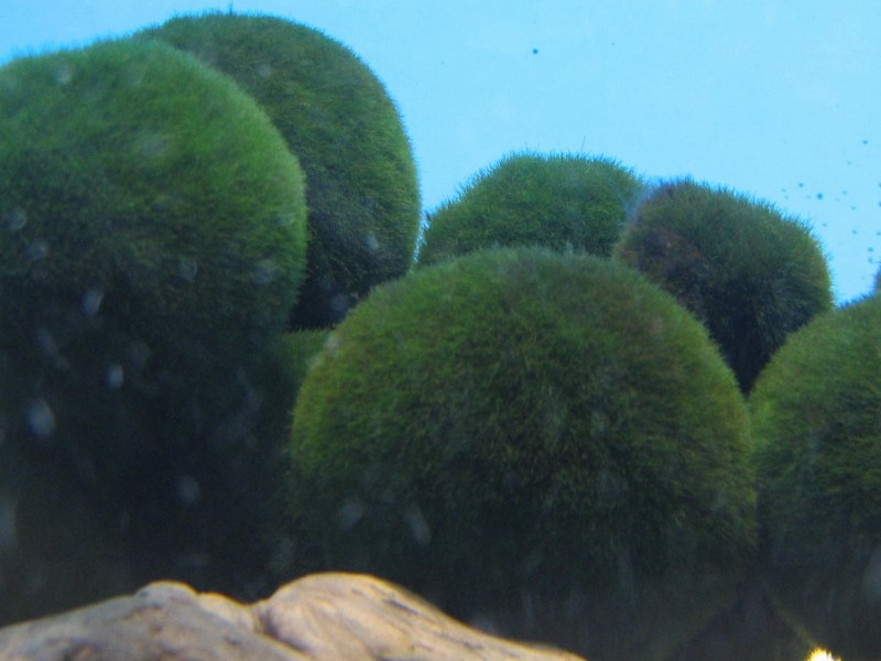 Japanese moss ball 