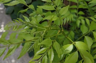 Curry leaves