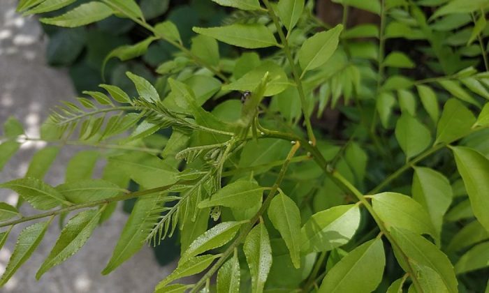 Curry leaves