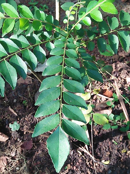 Curry leaves