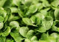 Lamb’s lettuce