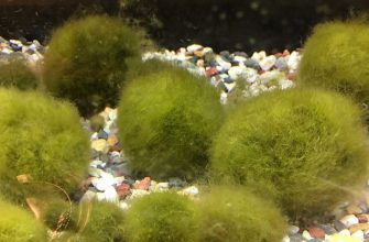 Japanese moss ball
