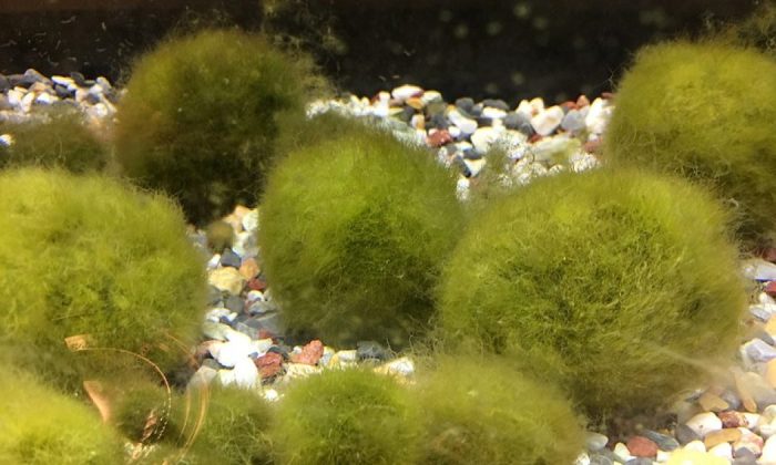 Japanese moss ball