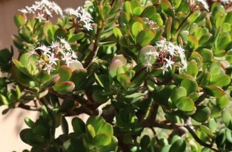 Jade plant