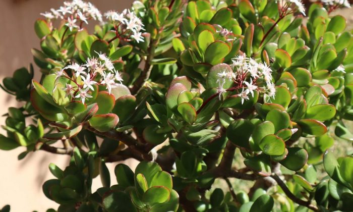 Jade plant