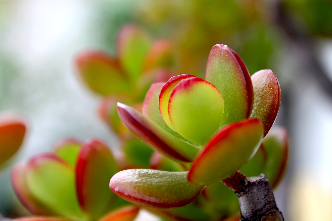 Jade plant