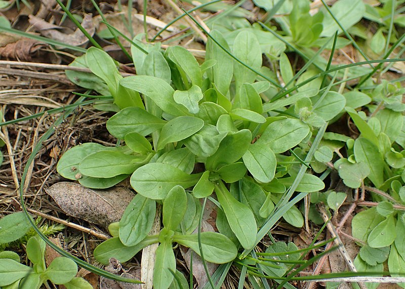 Lamb’s lettuce 