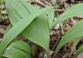 Wild leek