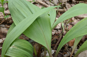 Wild leek