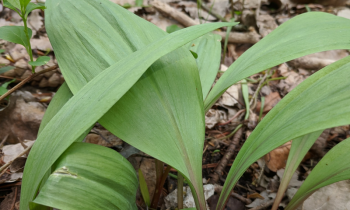 Wild leek