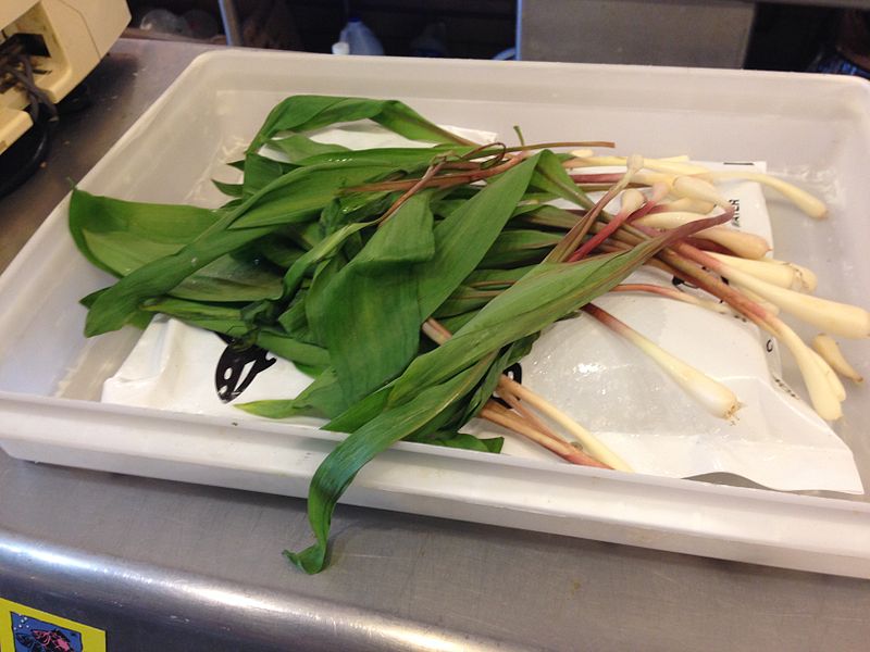 Wild leek