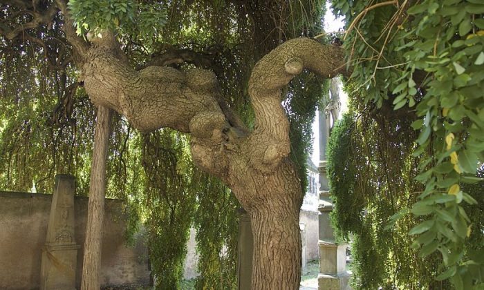 Weeping Japanese pagoda tree