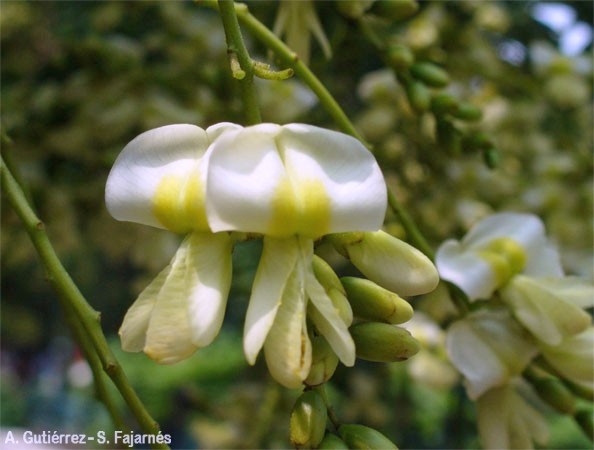 Weeping Japanese pagoda tree