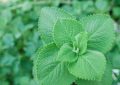 Indian borage