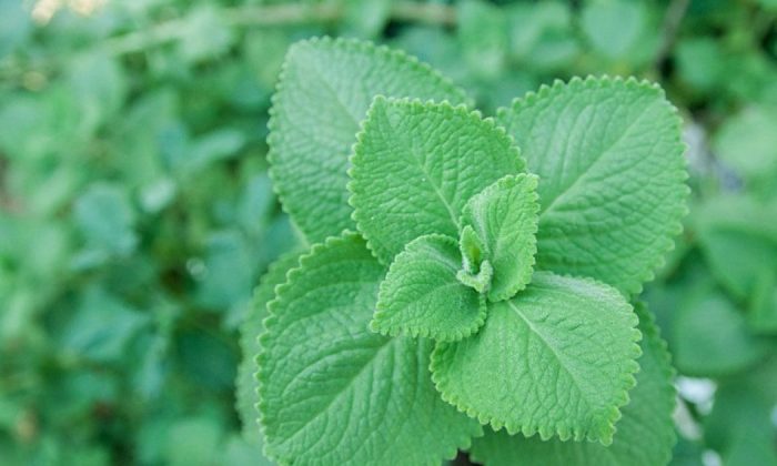 Indian borage