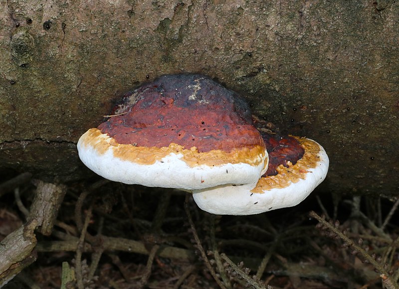 Red-belted conk 