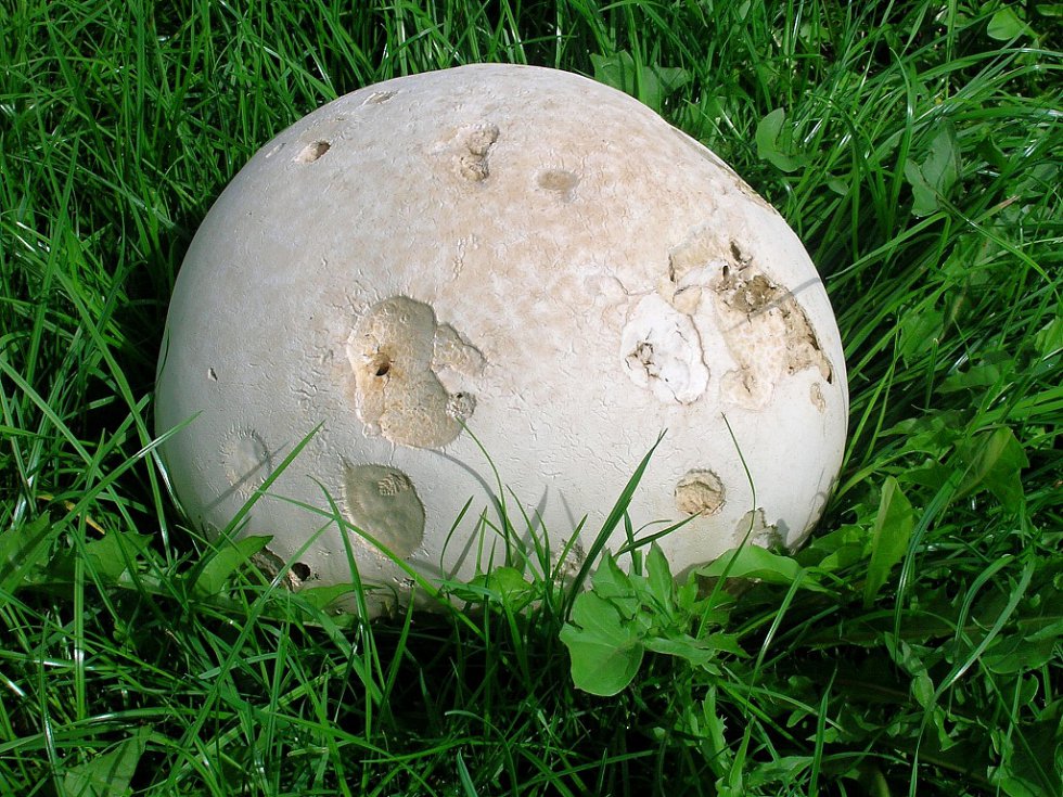 Giant puffball 