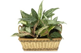 Aglaonema