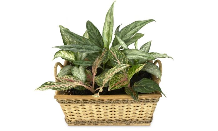 Aglaonema