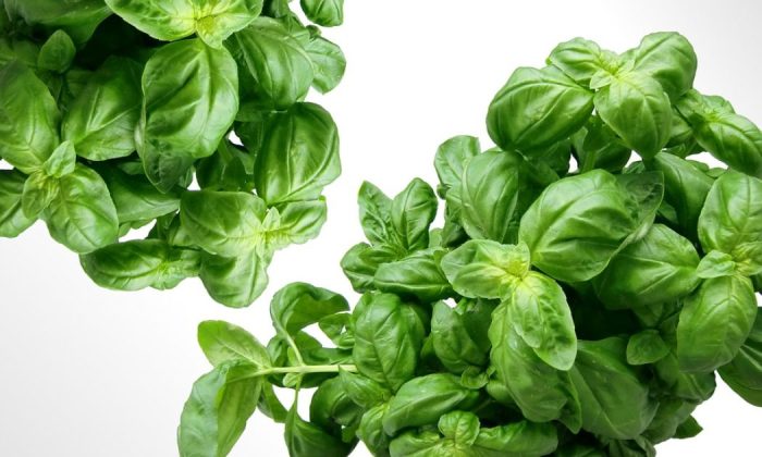 Basil