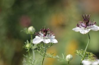 Black cumin