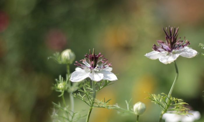 Black cumin