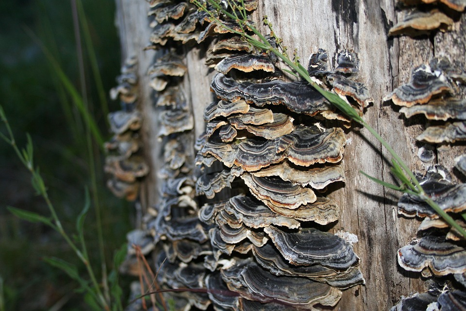 Turkey tail 