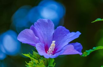 Hibiscus