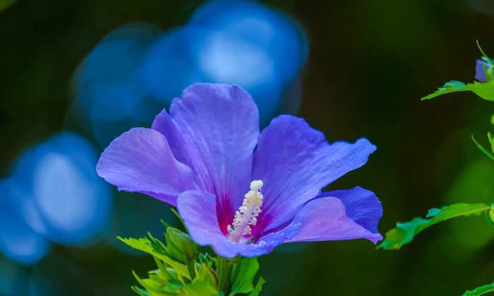 Hibiscus