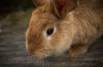 Rabbits