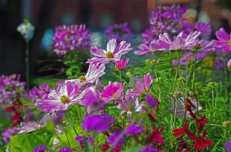 Annuals