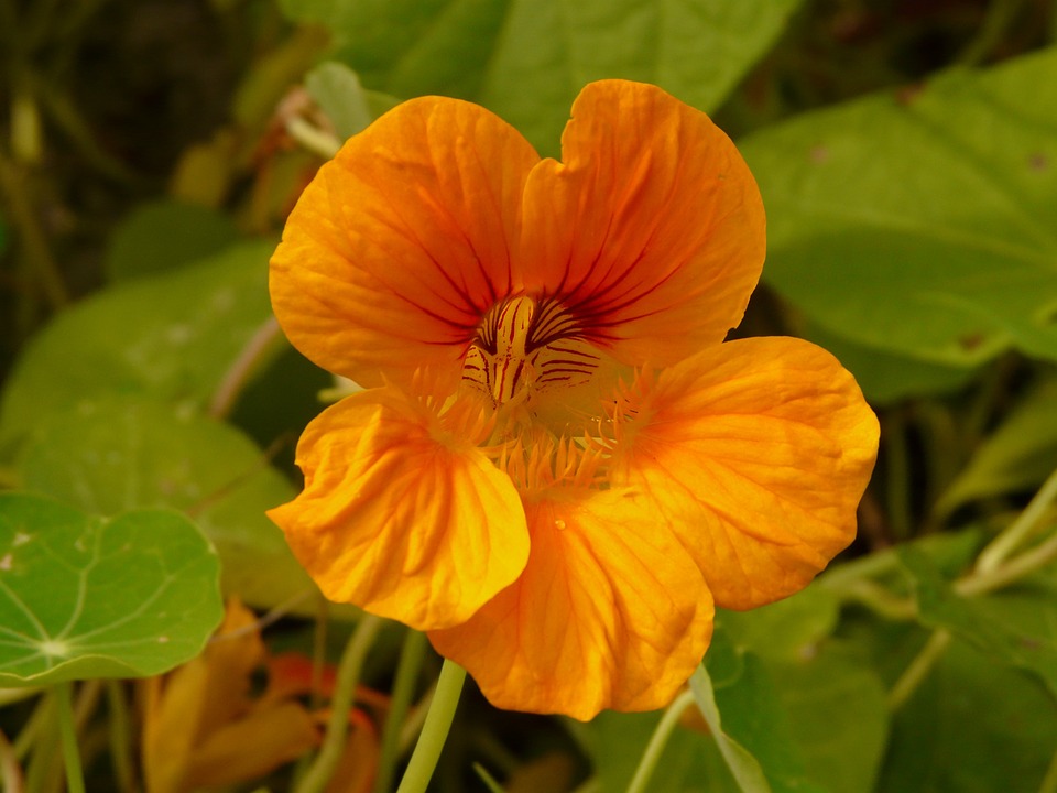 Indian cress 