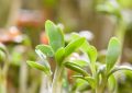 Microgreens