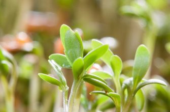 Microgreens