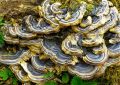 Turkey tail