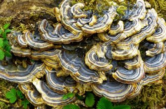 Turkey tail