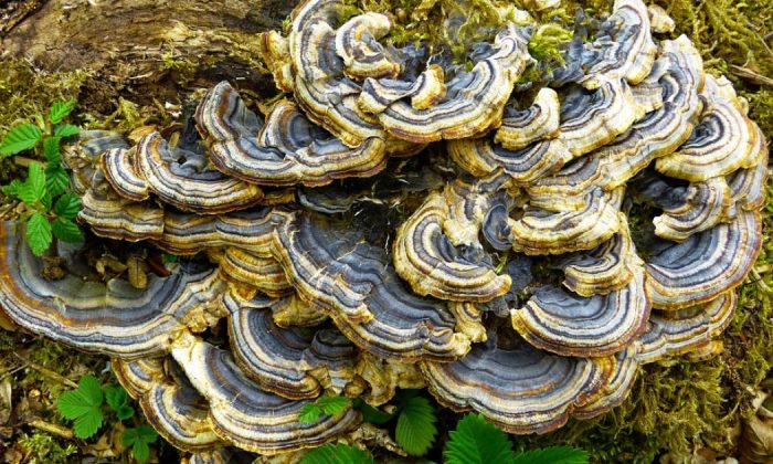 Turkey tail