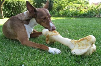 Feeding dogs