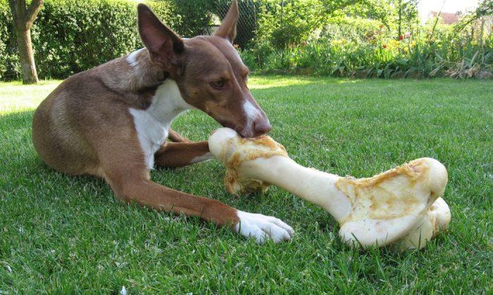 Feeding dogs