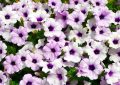 Petunias