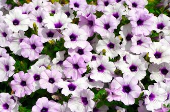 Petunias