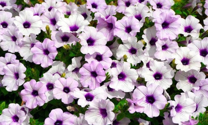 Petunias