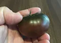 Adora tomatoes