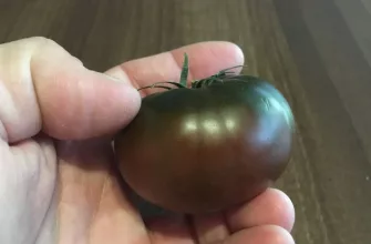 Adora tomatoes