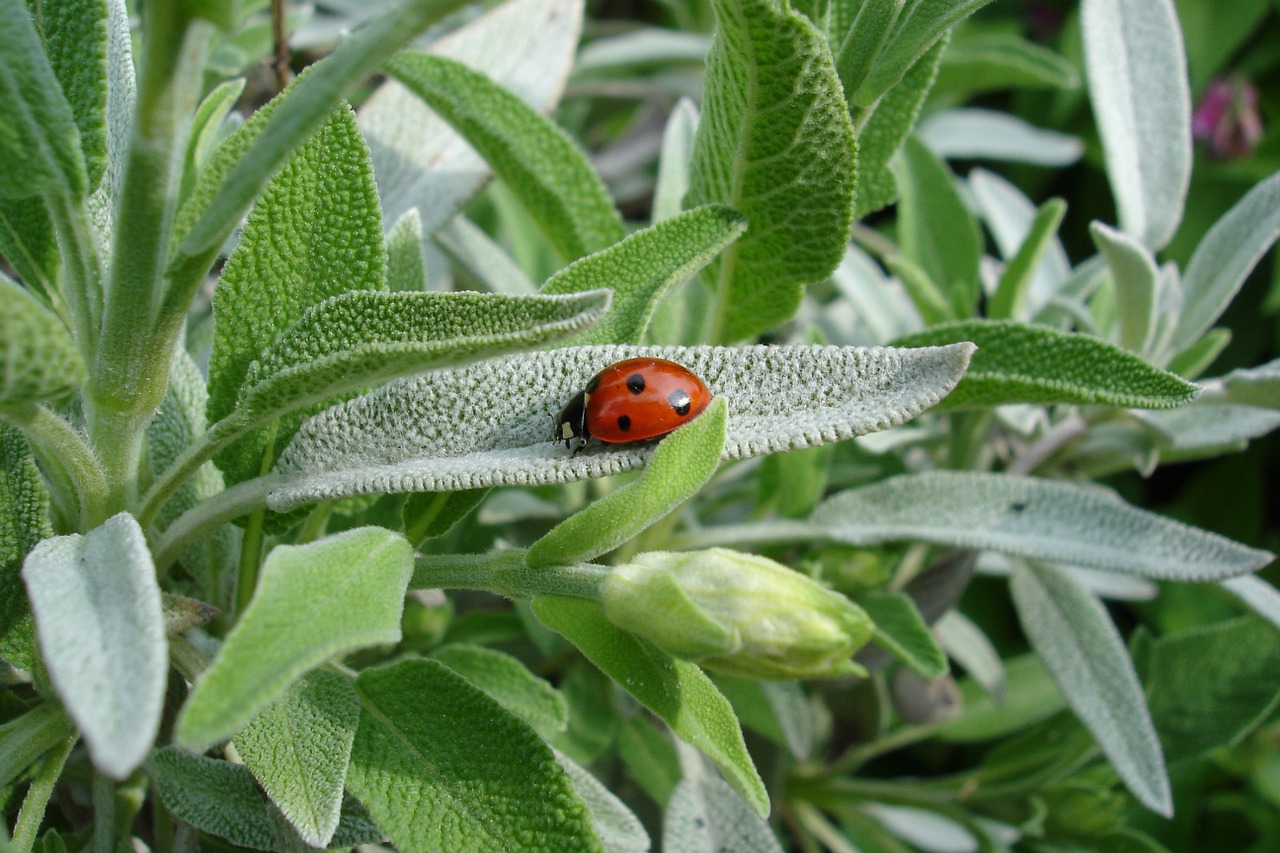 Plants