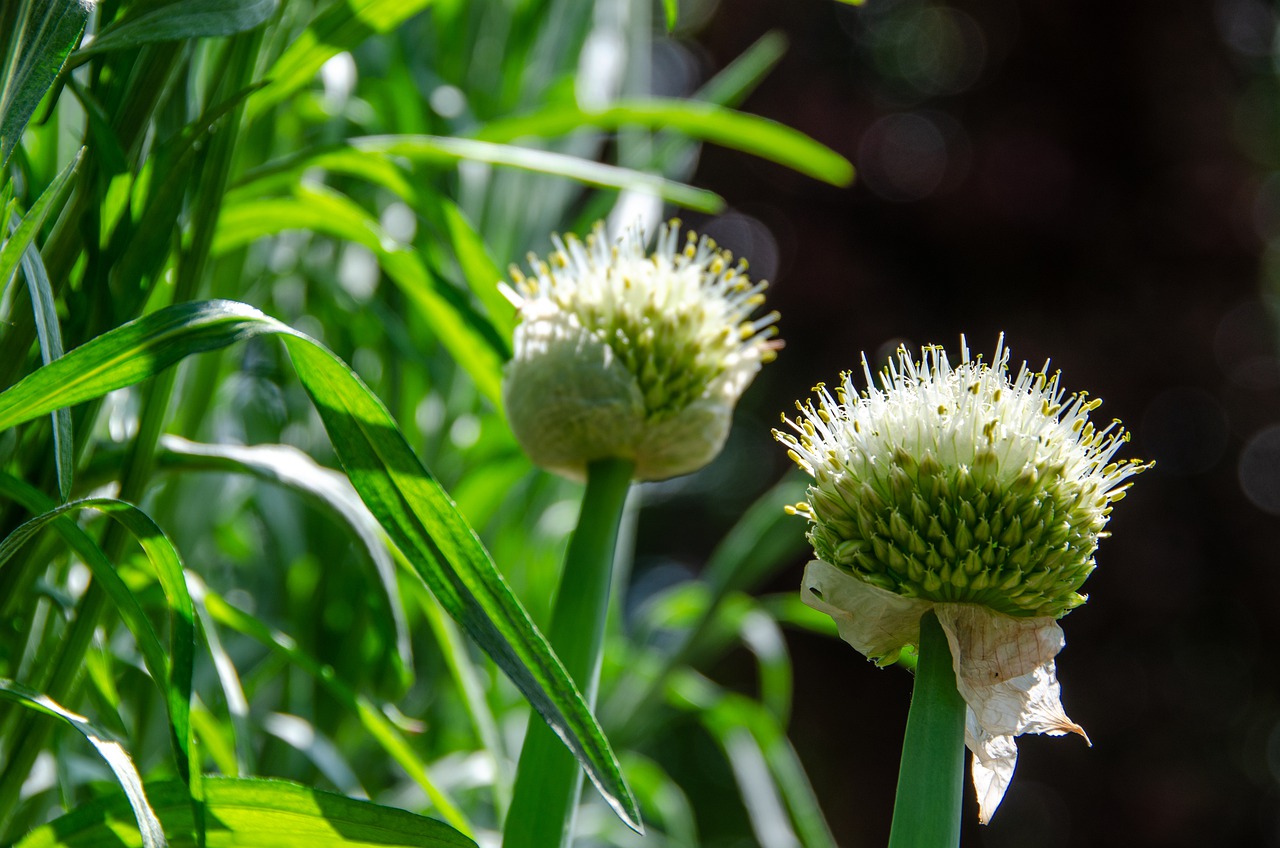 Plants