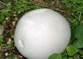 Giant puffball