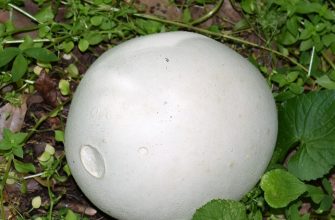 Giant puffball