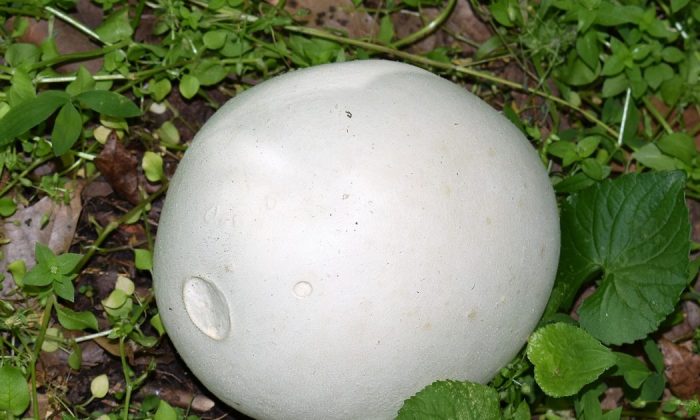 Giant puffball